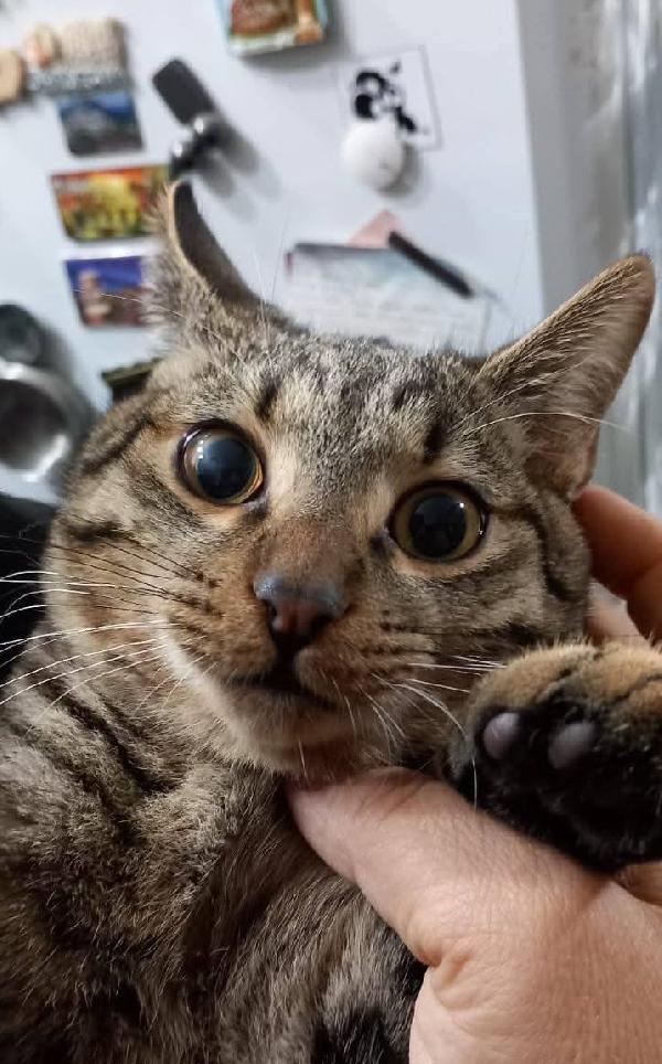 TIGRO, dolce gattino in adozione! Foto 3