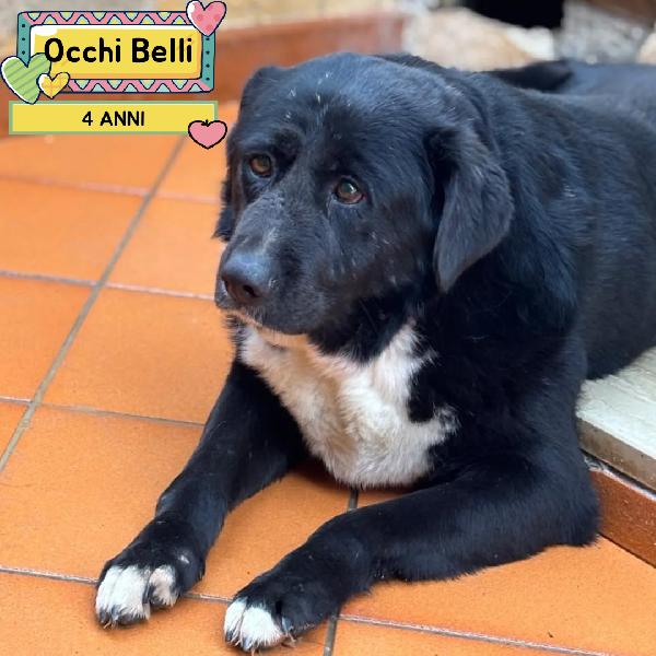 Occhi Belli 4 Anni Cerca Casa 