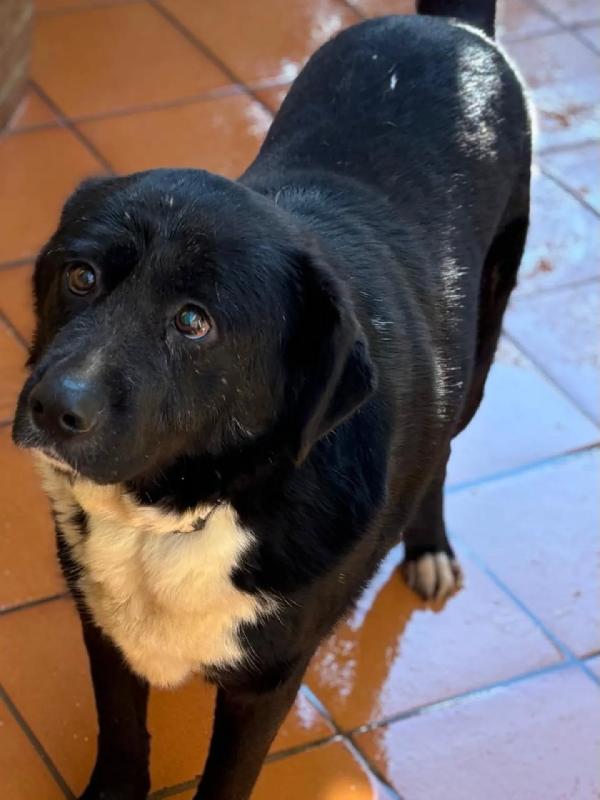 OCCHI BELLI 4 anni cerca casa  Foto 2