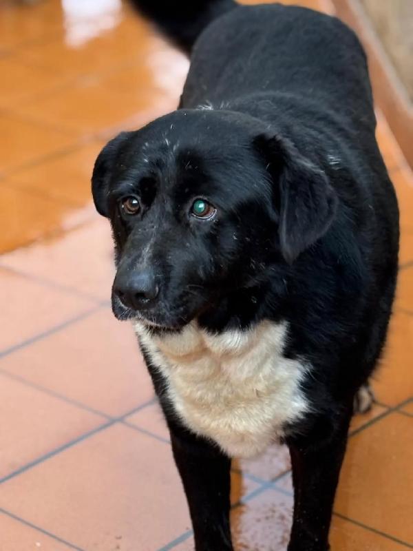 OCCHI BELLI 4 anni cerca casa  Foto 3