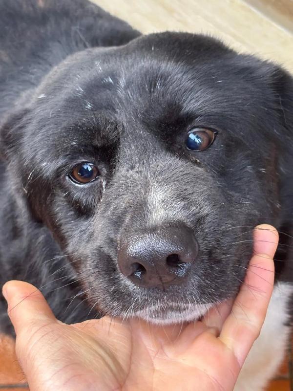 OCCHI BELLI 4 anni cerca casa  Foto 4