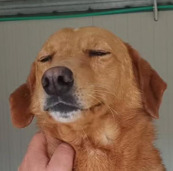 Brio Dolcissimo Cagnolino In Canile 