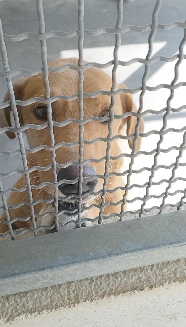 BRIO DOLCISSIMO CAGNOLINO IN CANILE  Foto 2