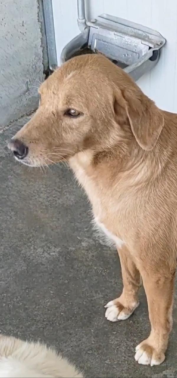 BRIO DOLCISSIMO CAGNOLINO IN CANILE  Foto 3