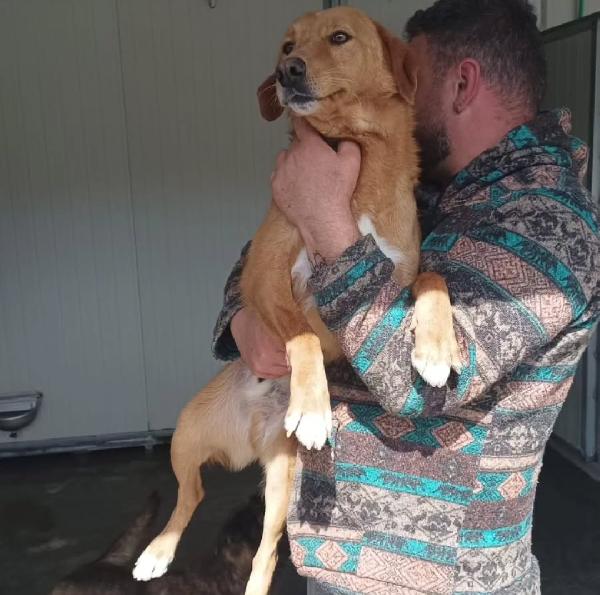 BRIO DOLCISSIMO CAGNOLINO IN CANILE  Foto 4