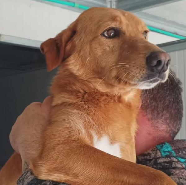 BRIO DOLCISSIMO CAGNOLINO IN CANILE  Foto 5