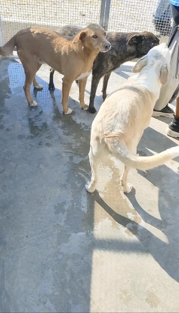 BRIO DOLCISSIMO CAGNOLINO IN CANILE  Foto 6