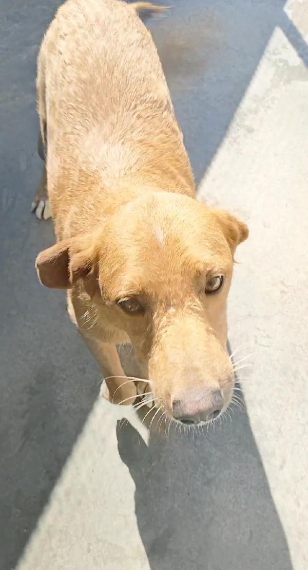 BRIO DOLCISSIMO CAGNOLINO IN CANILE  Foto 7