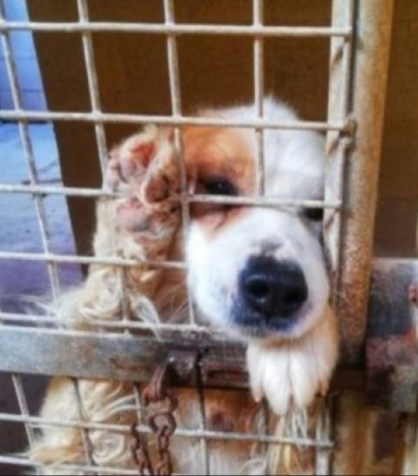 Paco Anziano Anziano..una Vita Inutile! Puglia 