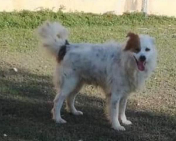 Paco anziano anziano..UNA VITA INUTILE! PUGLIA  Foto 2