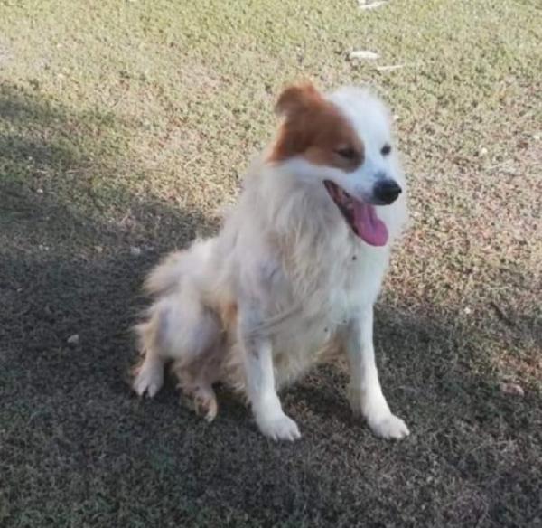 Paco anziano anziano..UNA VITA INUTILE! PUGLIA  Foto 3