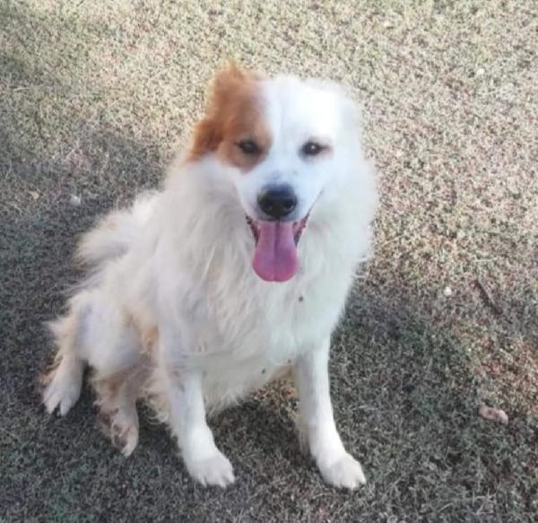 Paco anziano anziano..UNA VITA INUTILE! PUGLIA  Foto 4