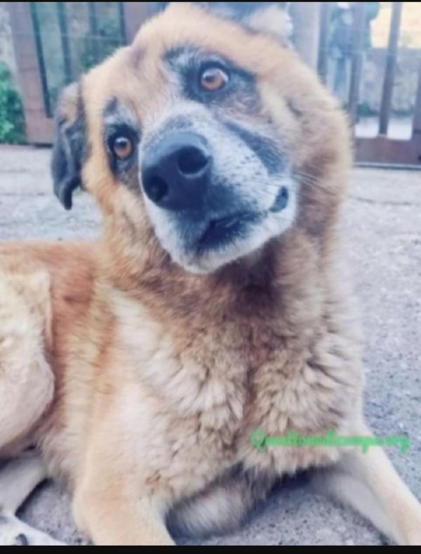 Boris 8/9Anni Uno Dei Tanti Invisibili! Salerno