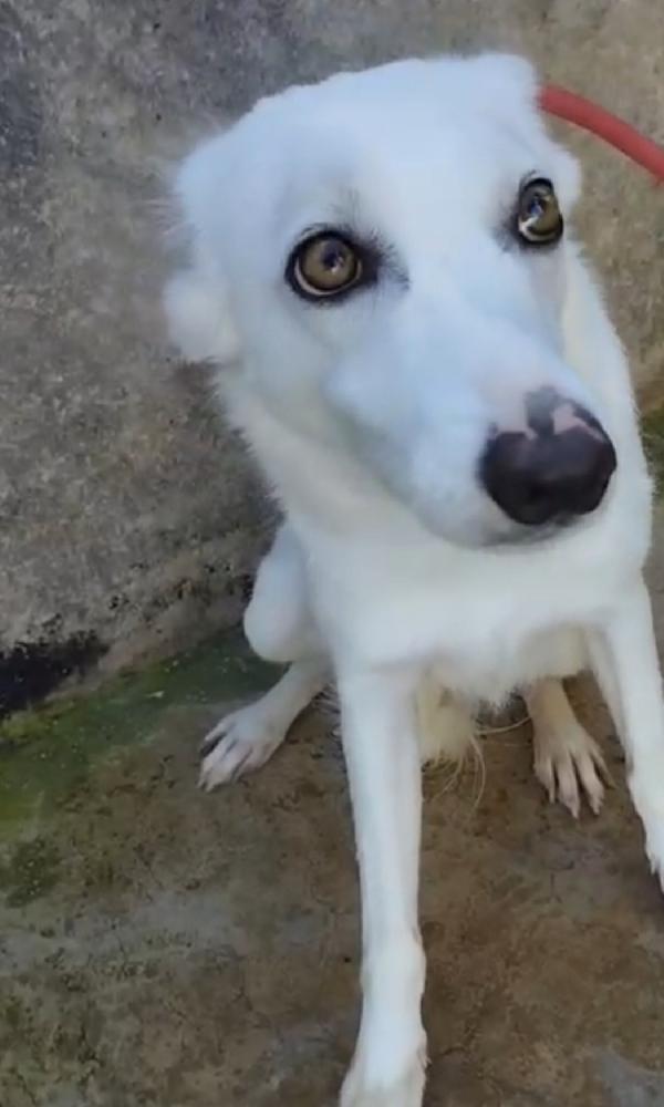 Bianchina adulta tg media CONTENUTA.SOS SICILIA Foto 4