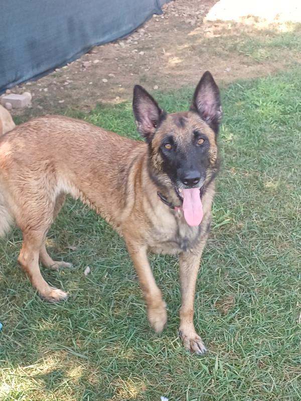 LAIKA, Pastore Belga Malinois, cerca casa Foto 4