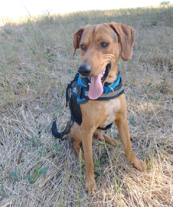 Pippo Giovane Simil Segugio,Veniva Maltrattato..sud