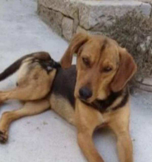 Pippo giovane simil segugio,veniva maltrattato..SUD Foto 5