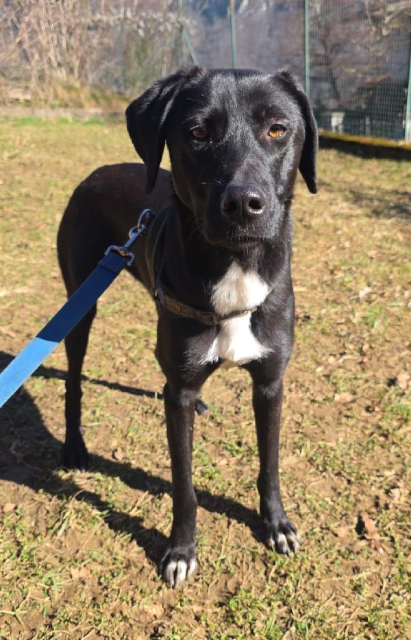 Becky 16Mesi Tg Media,Salita In Stallo.bergamo