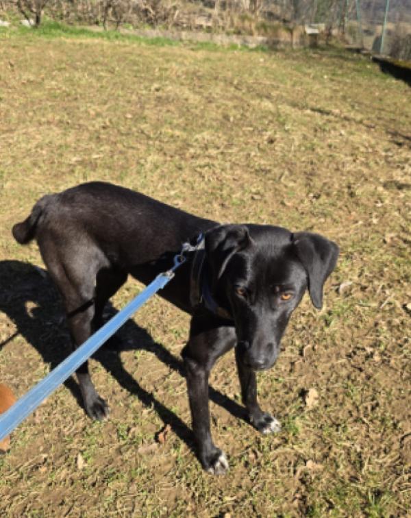 Becky 16mesi tg media,salita in stallo.BERGAMO Foto 2