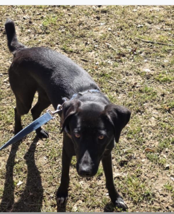 Becky 16mesi tg media,salita in stallo.BERGAMO Foto 4