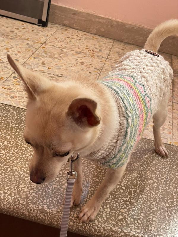 LA PICCOLA DEA Foto 2