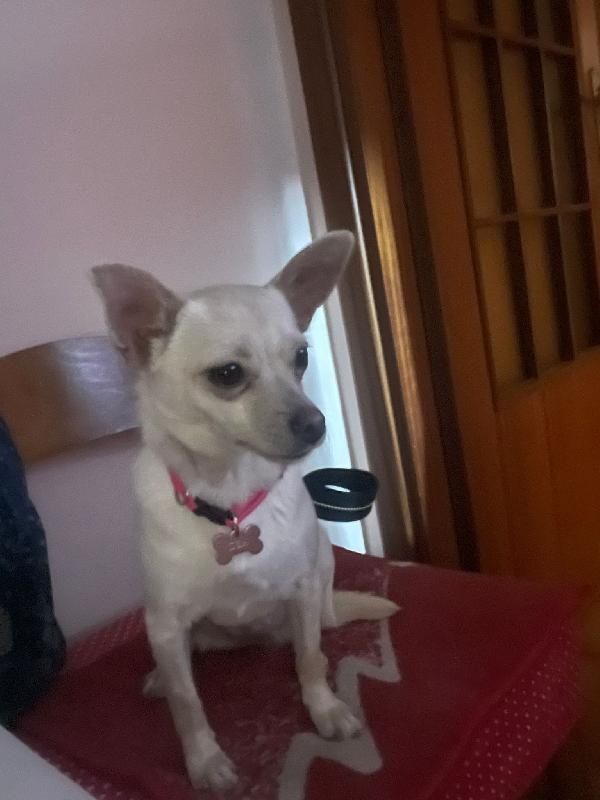 LA PICCOLA DEA Foto 3