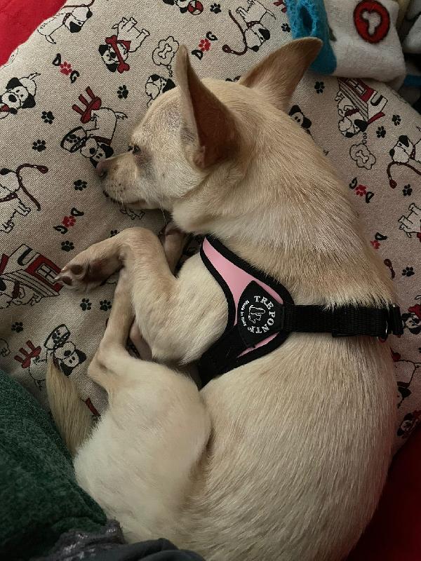 LA PICCOLA DEA Foto 5