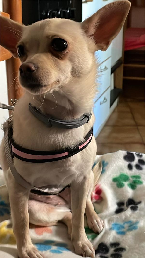 LA PICCOLA DEA Foto 7