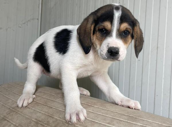 Elettra Mix Segugina