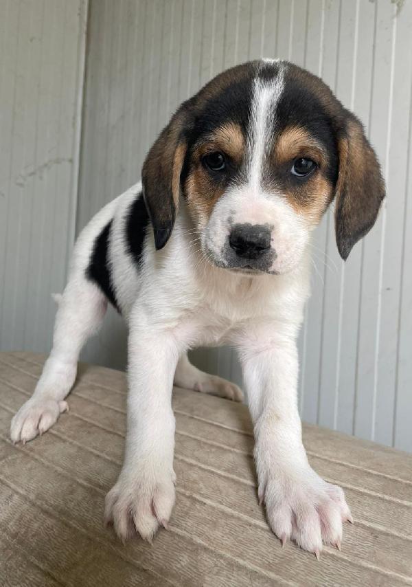 ELETTRA MIX SEGUGINA Foto 2