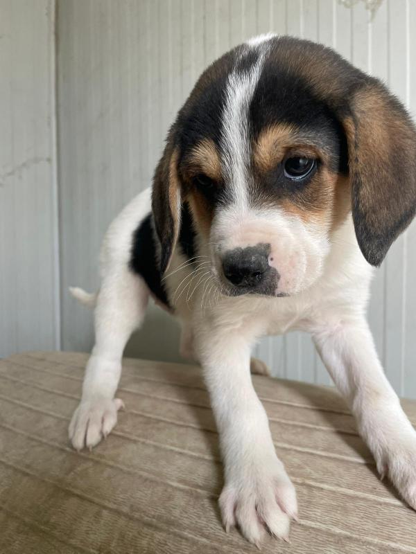 ELETTRA MIX SEGUGINA Foto 3