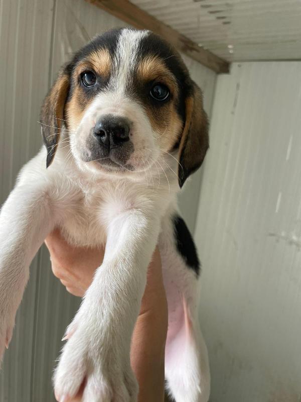 ELETTRA MIX SEGUGINA Foto 4