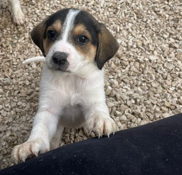 ELETTRA MIX SEGUGINA Foto 5