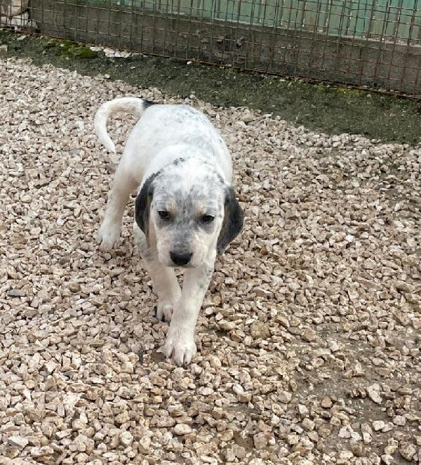 SIRYA MIX SETTERINA SEGUGINA Foto 2