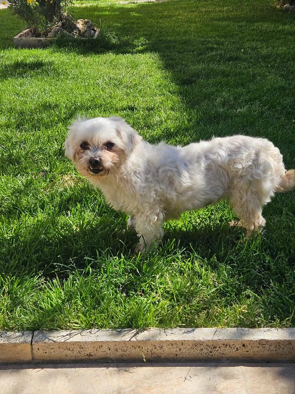 Vergine: Giovane Maltesina Dolcissima Con Tutti 