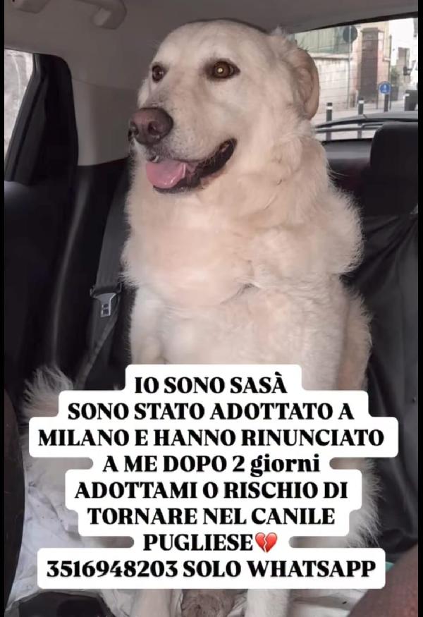 4Anni 27Kg Bello E Buonissimo Ok Gatti Milano Urgente