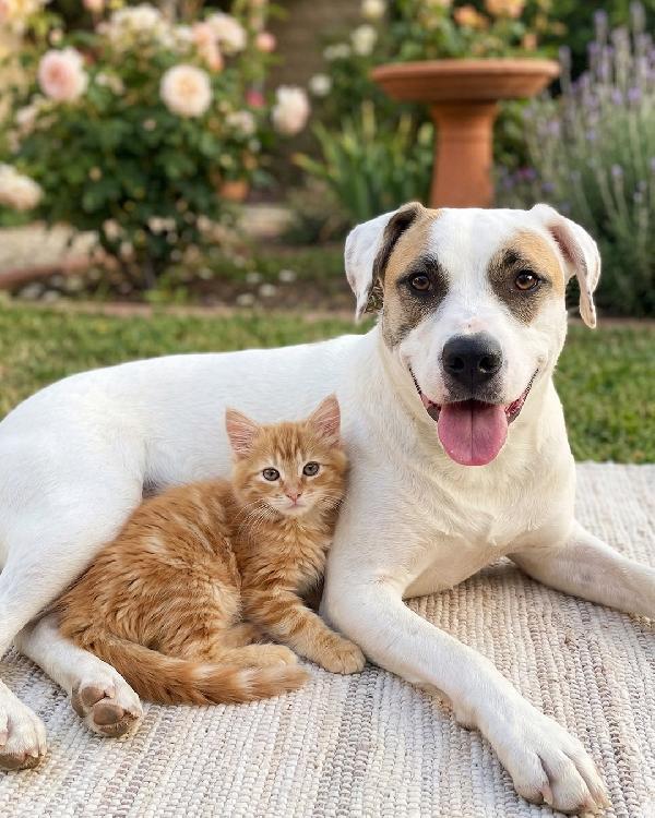 Ofelia, 3 Anni, Dolcissima Ed Elegante