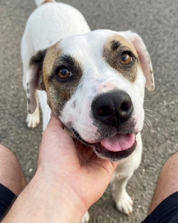 Ofelia, 3 anni, dolcissima ed elegante Foto 3