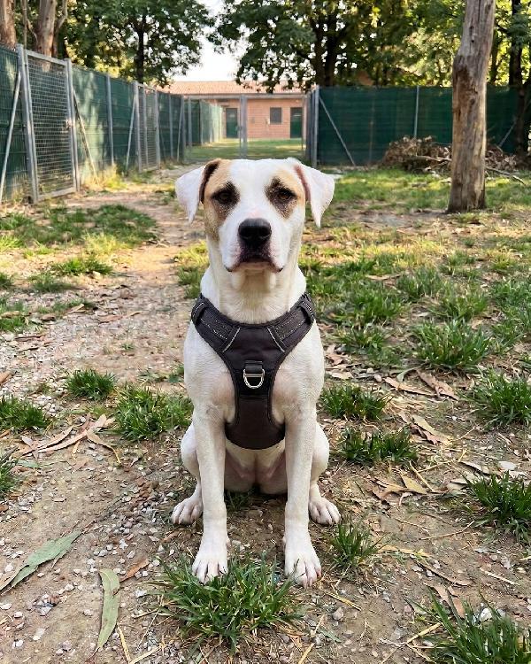 Ofelia, 3 anni, dolcissima ed elegante Foto 4