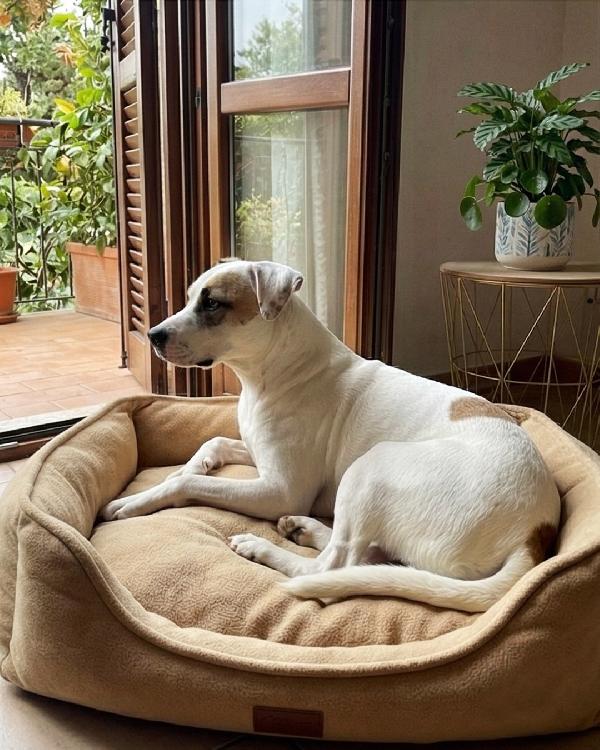 Ofelia, 3 anni, dolcissima ed elegante Foto 6