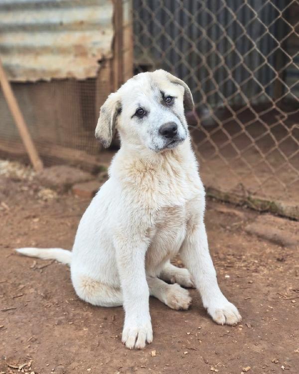 Turbo Cerca Famiglia Super