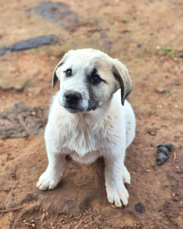 Turbo cerca famiglia super Foto 2