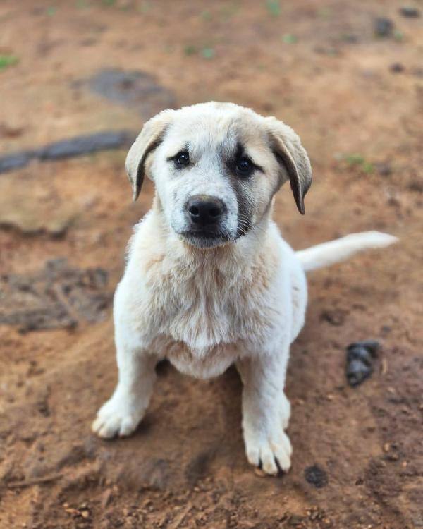 Turbo cerca famiglia super Foto 3