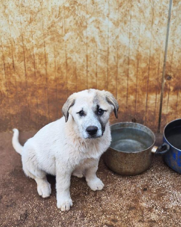 Turbo cerca famiglia super Foto 4