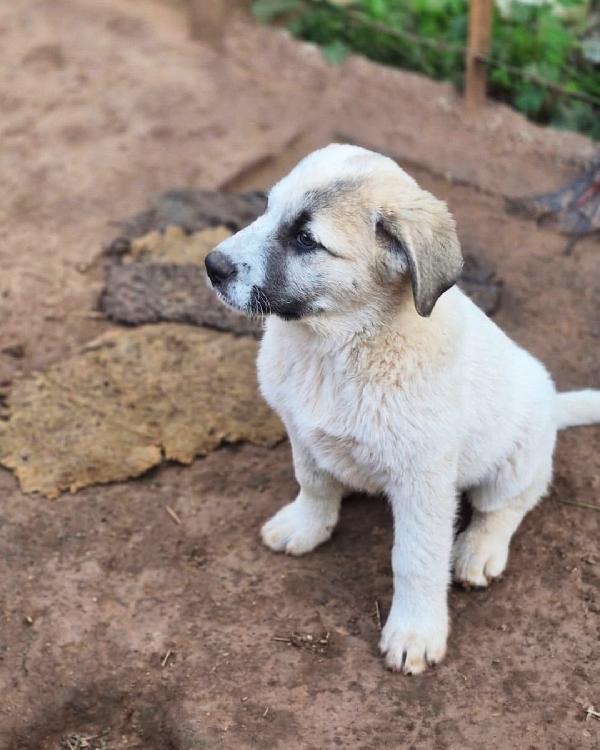 Turbo cerca famiglia super Foto 5