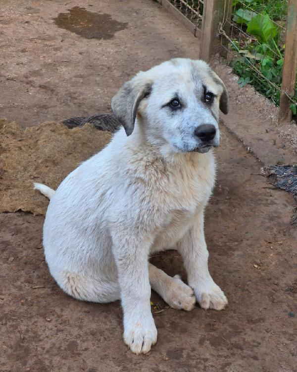 Turbo cerca famiglia super Foto 6