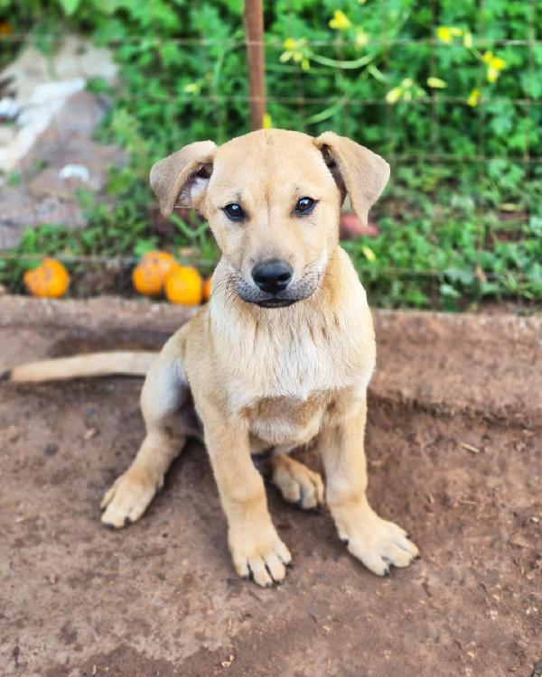Tristan, Dolce E Buono