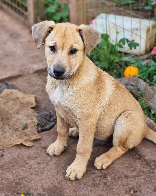 Tristan, dolce e buono Foto 2