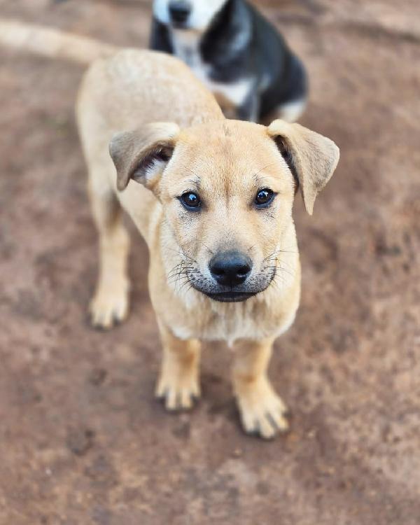 Tristan, dolce e buono Foto 3