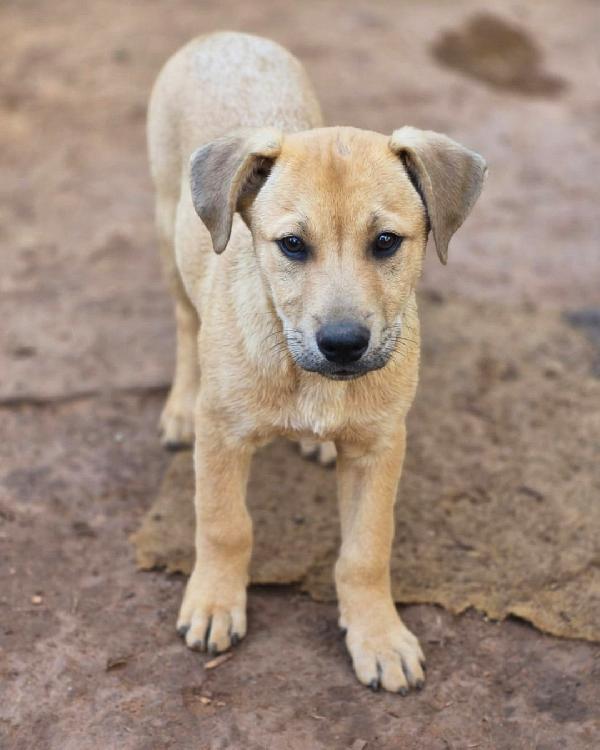 Tristan, dolce e buono Foto 4
